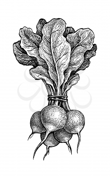 Radish. Ink sketch isolated on white background. Vegetables set. Hand drawn vector illustration. Retro style.