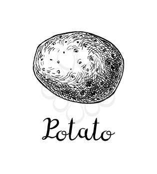 Ink sketch of potato. Isolated on white background. Hand drawn vector illustration. Retro style.