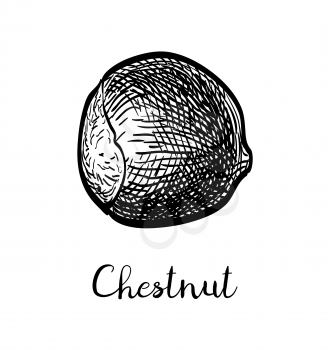 Chestnut. Ink sketch isolated on white background. Hand drawn vector illustration. Retro style.