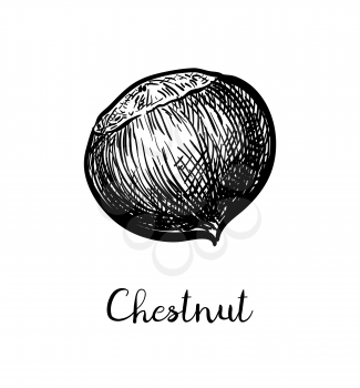 Chestnut. Ink sketch isolated on white background. Hand drawn vector illustration. Retro style.