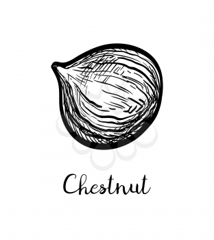 Chestnut peeled. Ink sketch isolated on white background. Hand drawn vector illustration. Retro style.
