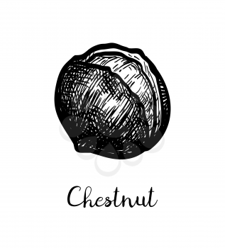 Roasted chestnuts. Ink sketch isolated on white background. Hand drawn vector illustration. Retro style.