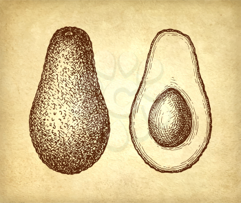 Ink sketch of avocado on old paper background. Hand drawn vector illustration. Retro style.