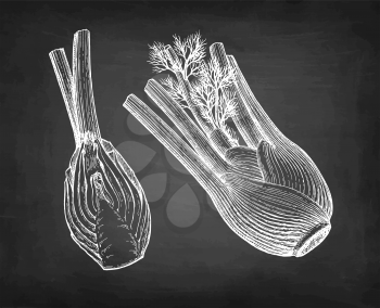 Chalk sketch of fennel bulbs on blackboard background. Hand drawn vector illustration. Retro style