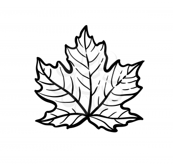Ink sketch of maple leaf. Hand drawn vector illustration isolated on white background. Retro style.