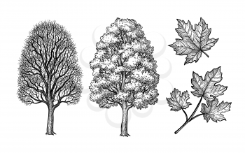 Winter and summer maple trees. Branch and leaf. Ink sketch isolated on white background. Hand drawn vector illustration. Retro style.