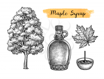 Maple syrup. Tree and leaf. Collection of ink sketches isolated on white background. Hand drawn vector illustration. Retro style.