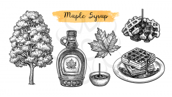 Maple syrup. Collection of ink sketches isolated on white background. Hand drawn vector illustration. Retro style.
