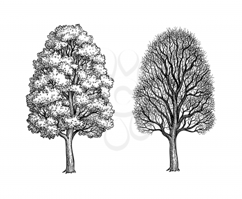Winter and summer maple trees. Ink sketch isolated on white background. Hand drawn vector illustration. Retro style.