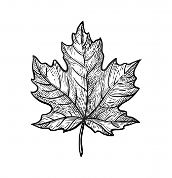 Ink sketch of maple leaf. Hand drawn vector illustration isolated on white background. Retro style.