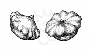 Ink sketch of pattypan squash isolated on white background. Hand drawn vector illustration. Retro style.