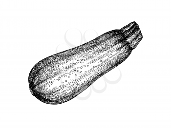 Zucchini. Ink sketch isolated on white background. Hand drawn vector illustration. Retro style.