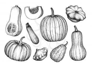 Collection of pumpkins. Ink sketch of butternut squash, pattypan and zucchini isolated on white background. Hand drawn vector illustration. Retro style