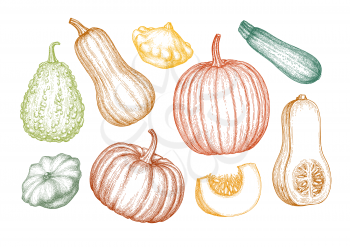 Collection of pumpkins. Ink sketch of butternut squash, pattypan and zucchini isolated on white background. Hand drawn vector illustration. Retro style