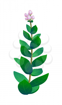 Vector illustration of indian tropical plant with buds.