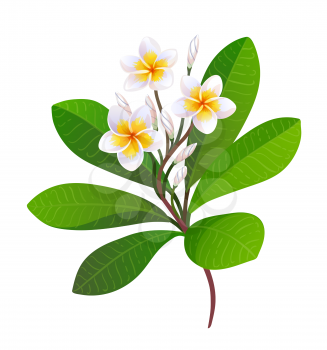 Vector illustration of blooming plumeria with buds and leaves. Isolated on white background.