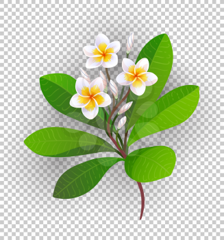 Vector illustration of blooming plumeria with buds and leaves.