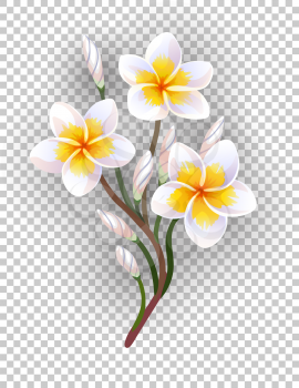 Vector illustration of blooming plumeria with buds.