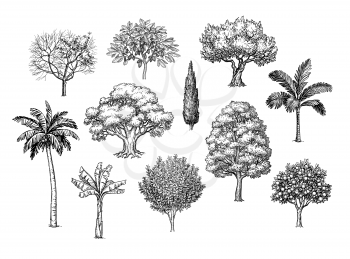 Ink sketch of trees. Isolated on white background. Big set. Vintage style collection. Hand drawn vector illustration.