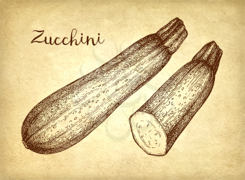 Zucchini. Ink sketch on old paper background. Hand drawn vector illustration. Retro style.