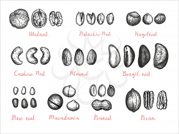 Nuts big set. Collection of ink sketches isolated on white background. Hand drawn vector illustration. Retro style.
