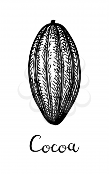 Cocoa pod. Ink sketch isolated on white background. Hand drawn vector illustration. Retro style.