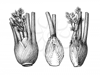 Ink sketch of fennel bulbs isolated on white background. Hand drawn vector illustration. Retro style.