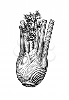 Ink sketch of fennel bulb isolated on white background. Hand drawn vector illustration. Retro style.