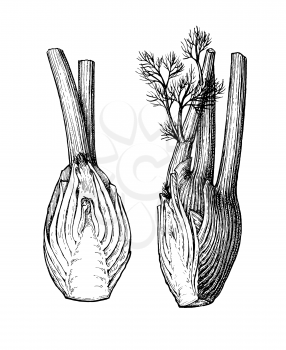 Ink sketch of fennel bulbs isolated on white background. Hand drawn vector illustration. Retro style.