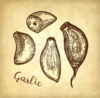 Ink sketch of garlic on old paper background. Hand drawn vector illustration. Retro style.