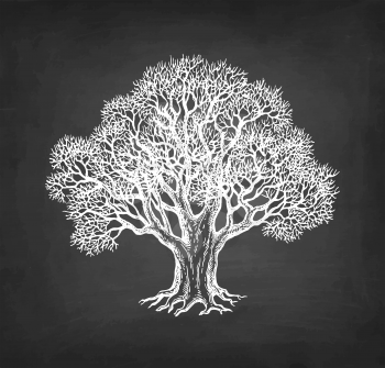 Chalk sketch of oak without leaves on blackboard background. Winter tree. Hand drawn vector illustration. Retro style.