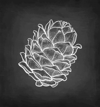 Chalk sketch of pine nut on blackboard background. Hand drawn vector illustration. Retro style. 