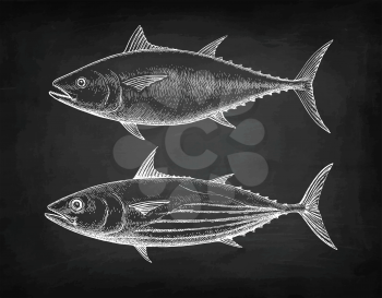 Chalk sketch of Skipjack and Atlantic bluefin tuna on blackboard background. Hand drawn vector illustration of fish. Retro style.