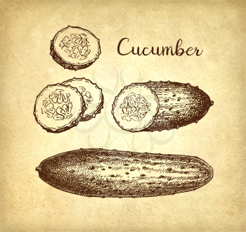 Ink sketch of cucumber on old paper background. Hand drawn vector illustration. Retro style. 