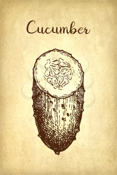 Ink sketch of cucumber on old paper background. Hand drawn vector illustration. Retro style. 