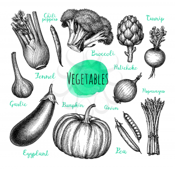 Vegetables set. Ink sketch isolated on white background. Hand drawn vector illustration. Retro style.