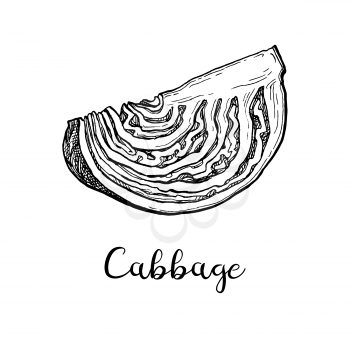 Piece of cabbage. Ink sketch isolated on white background. Hand drawn vector illustration. Retro style.