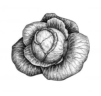 Ink sketch of cabbage isolated on white background. Hand drawn vector illustration. Retro style.