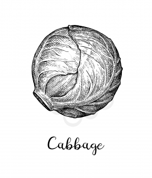 Head of cabbage. Ink sketch isolated on white background. Hand drawn vector illustration. Retro style.