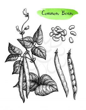 Common bean plant and pods. Ink sketch set isolated on white background. Hand drawn vector illustration. Retro style.