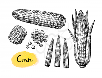 Cobs of corn, grains and cornlets. Ink sketch of maize isolated on white background. big set. Hand drawn vector illustration. Retro style.