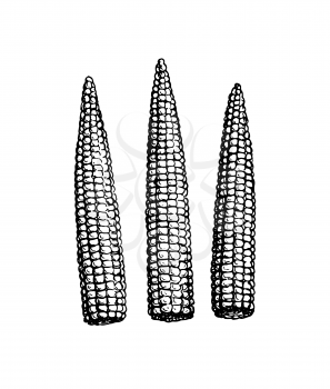 Baby corn. Ink sketch of cornlets isolated on white background. Hand drawn vector illustration. Retro style.