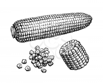 Corncob and handful of corn kernels. Ink sketch of maize isolated on white background. Hand drawn vector illustration. Retro style.