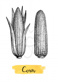 Cobs of corn. Ink sketch of maize isolated on white background. Hand drawn vector illustration. Retro style.