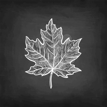 Maple leaf. Chalk sketch on blackboard background. Hand drawn vector illustration. Retro style.