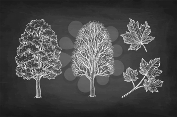 Winter and summer maple trees. Branch and leaf. Chalk sketch on blackboard background. Hand drawn vector illustration. Retro style.