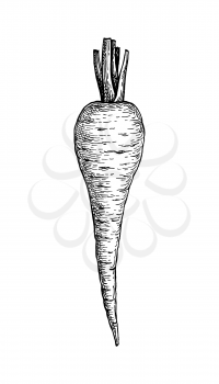 Parsnip. Ink sketch isolated on white background. Hand drawn vector illustration. Retro style.
