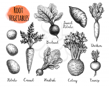 Root Vegetables set. Ink sketch collection isolated on white background. Vegetables set. Hand drawn vector illustration. Retro style.