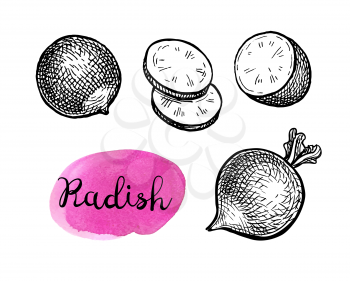 Radish. Ink sketch isolated on white background. Vegetables set. Hand drawn vector illustration. Retro style.