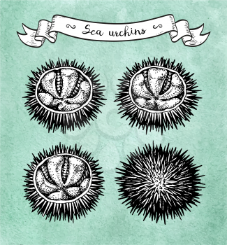 Sea urchins. Ink sketch of seafood. Hand drawn vector illustration on old paper background. Retro style.